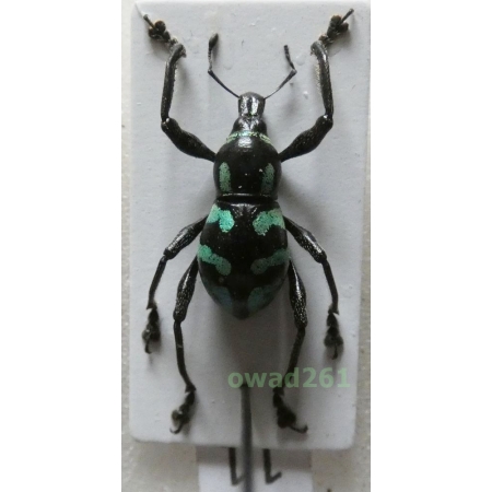 Metapocyrtus lindabonus W.Schultze, 1922 male Philippines11